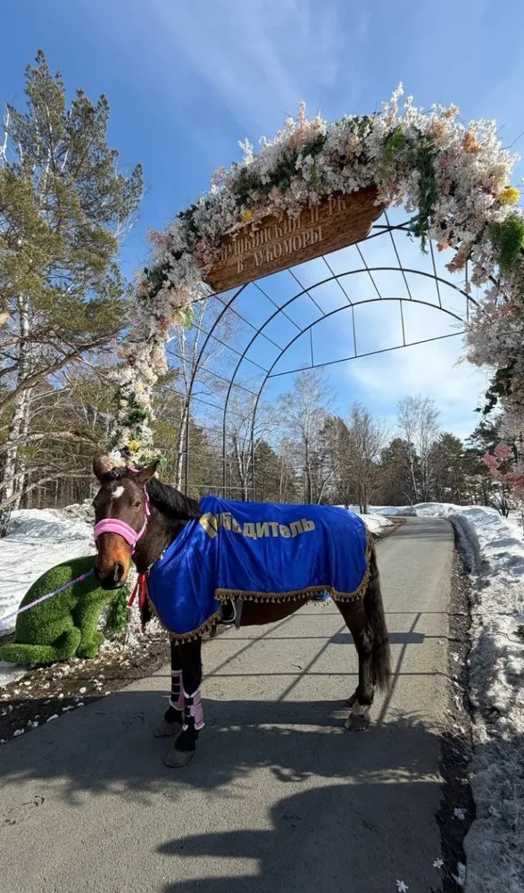 Конная прогулка в лесу